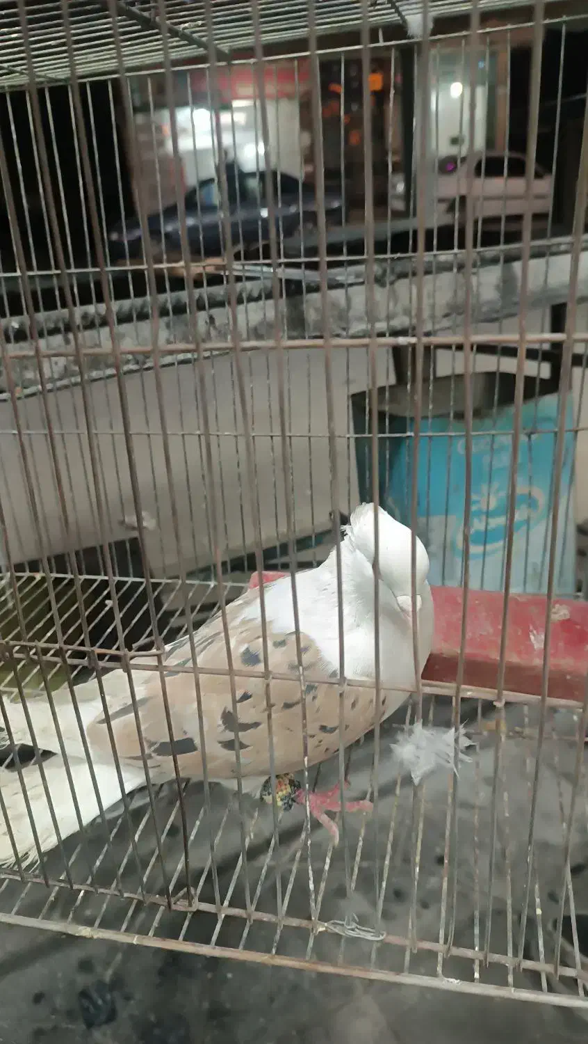 گومشده مژدگانی بگیر|حیوانات|یاسوج, |دیوار