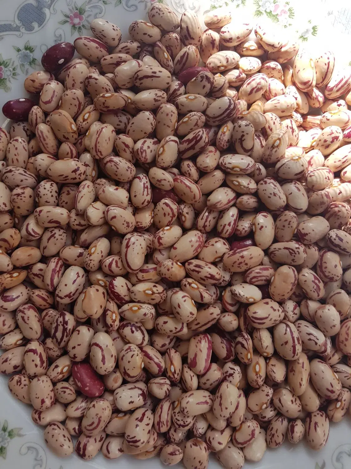 لوبیا چیتی|خوردنی و آشامیدنی|تبریز, |دیوار