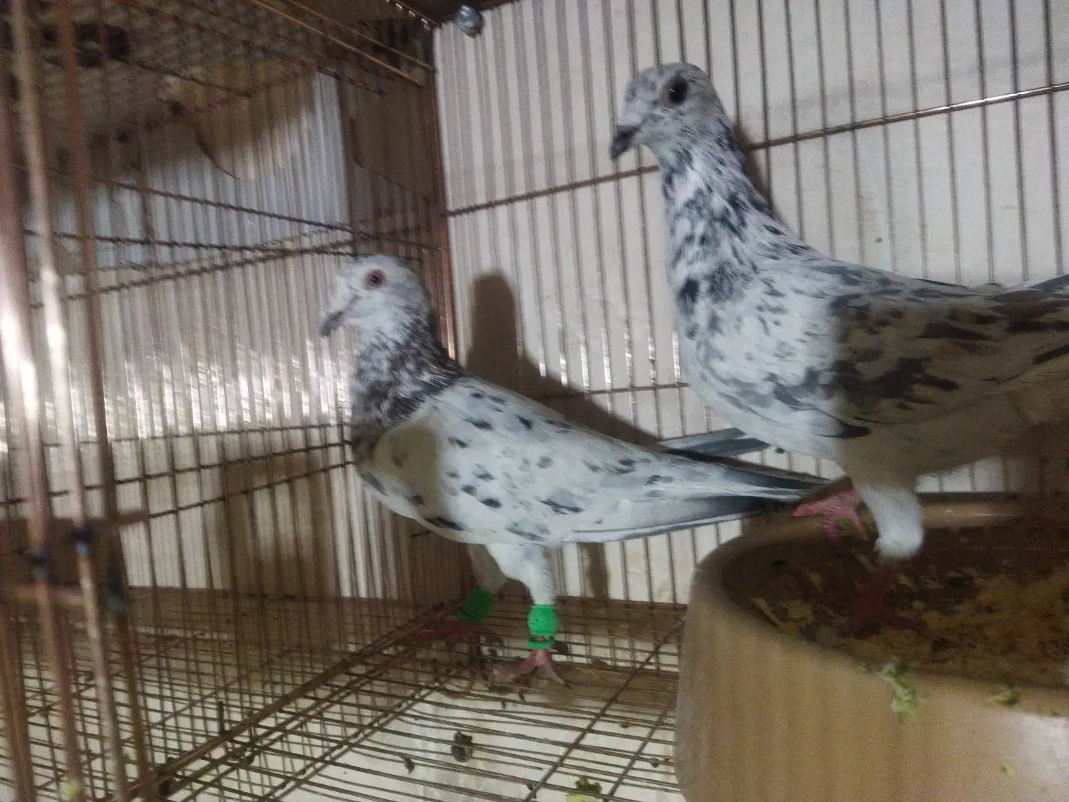 کفتر سار|پرنده|زبرخان, |دیوار