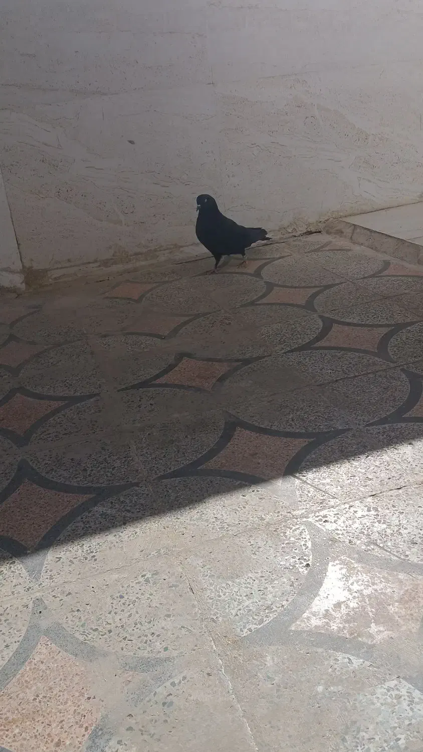 دو تا کفتر|پرنده|کوهدشت, |دیوار