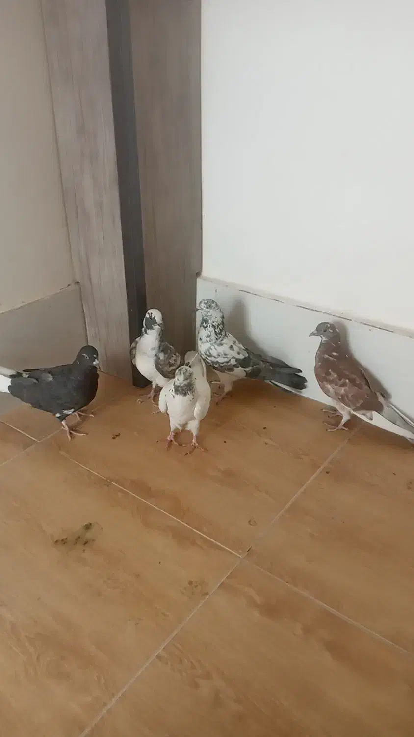 کبوتر تهرانی ویک عدد اصفهانی|پرنده|برخوار, |دیوار