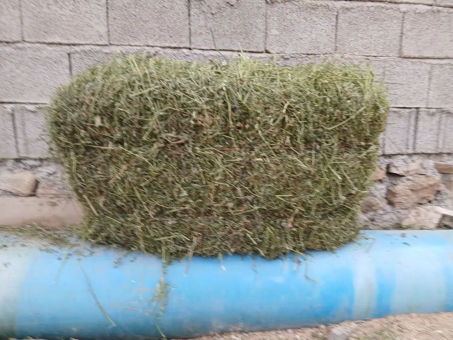 فروش پرس یونجه|خدمات باغبانی و درختکاری|برازجان, |دیوار