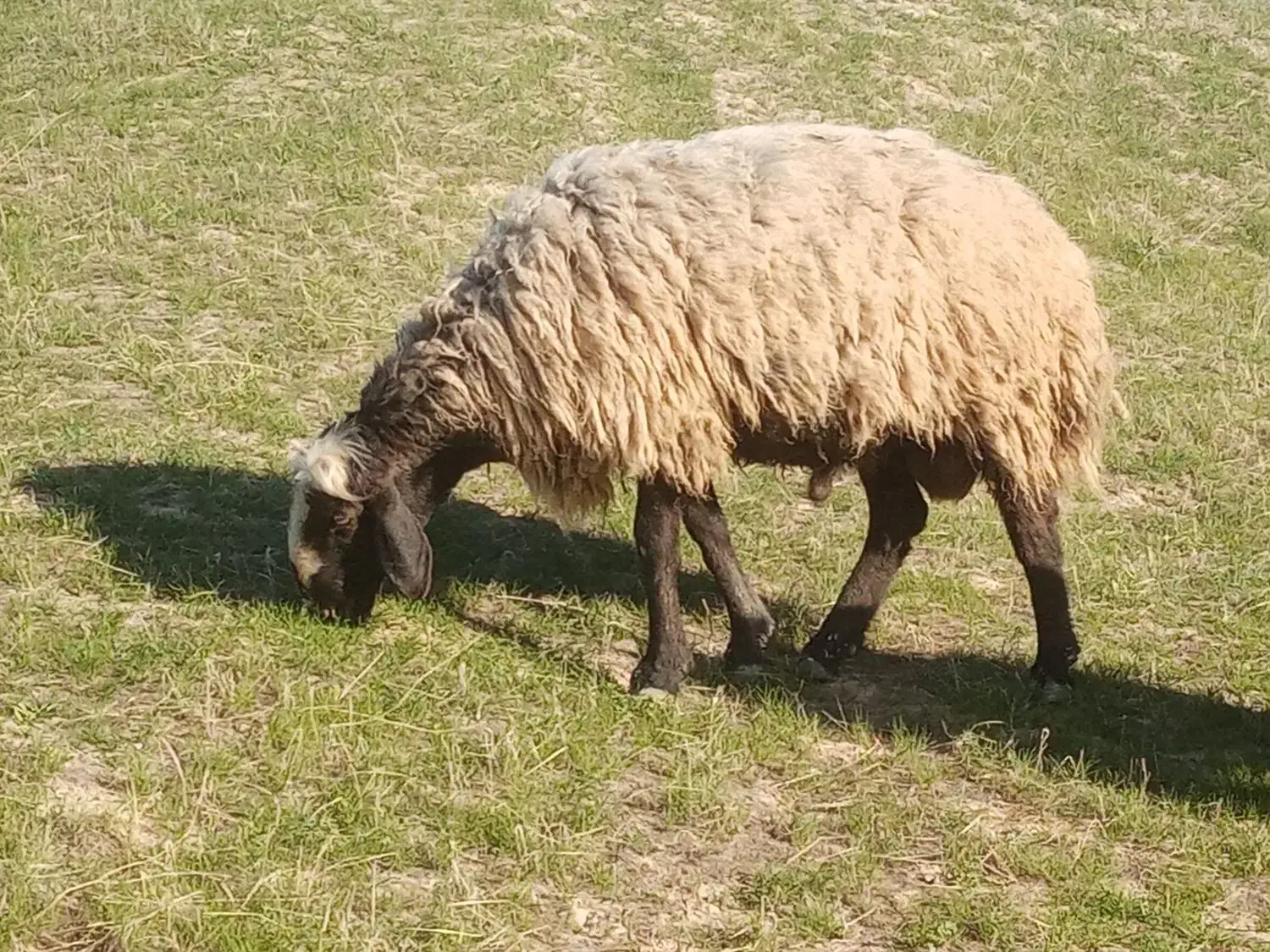 قوچ شال|حیوانات مزرعه|شیراز, شهرک مهدیه|دیوار