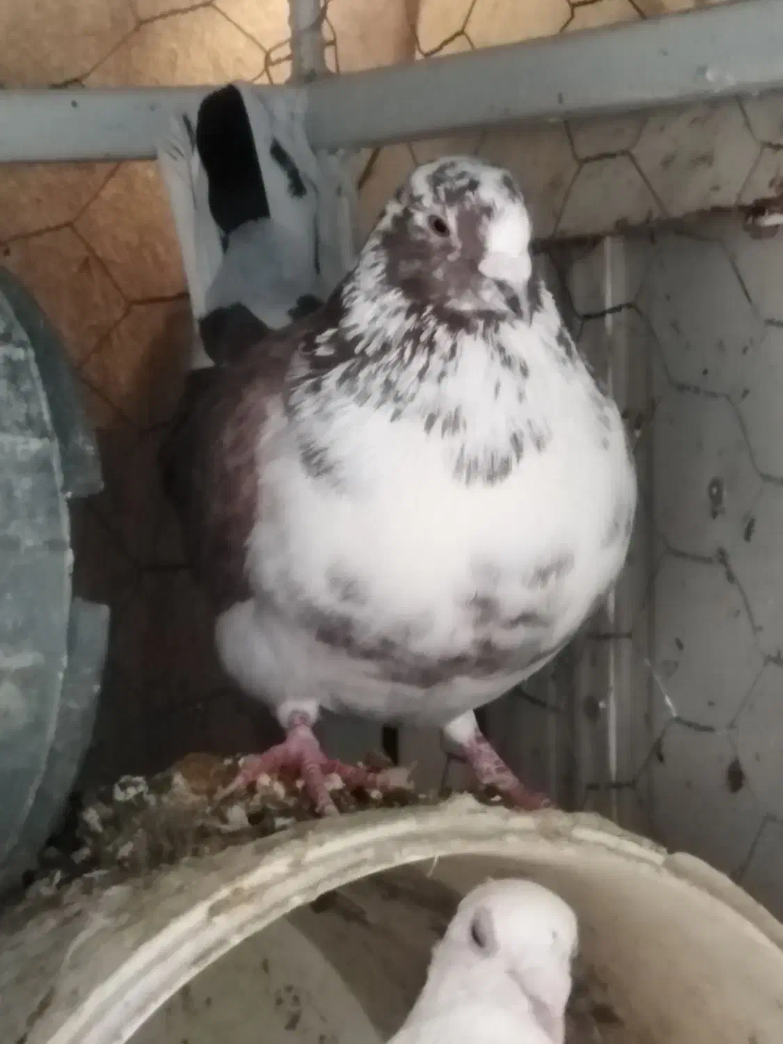 کبوتر|پرنده|نیریز, |دیوار