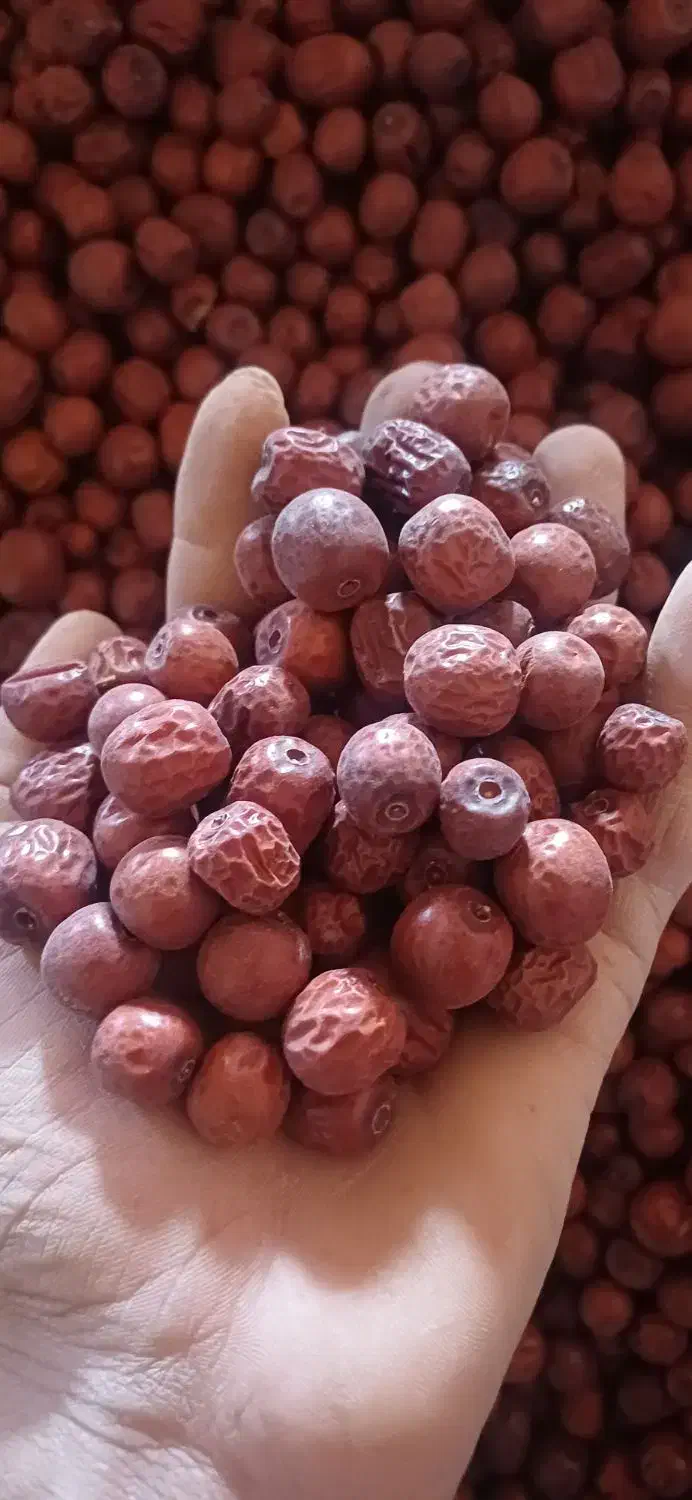 عناب|خوردنی و آشامیدنی|درمیان, |دیوار