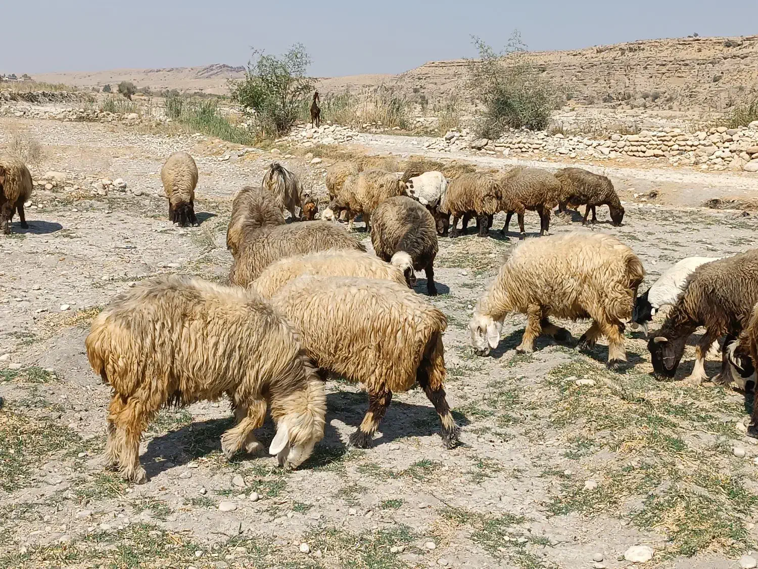 فروش120راس میش داشتی بره دار و آبستن ترکی بختیاری|حیوانات مزرعه|کازرون, |دیوار