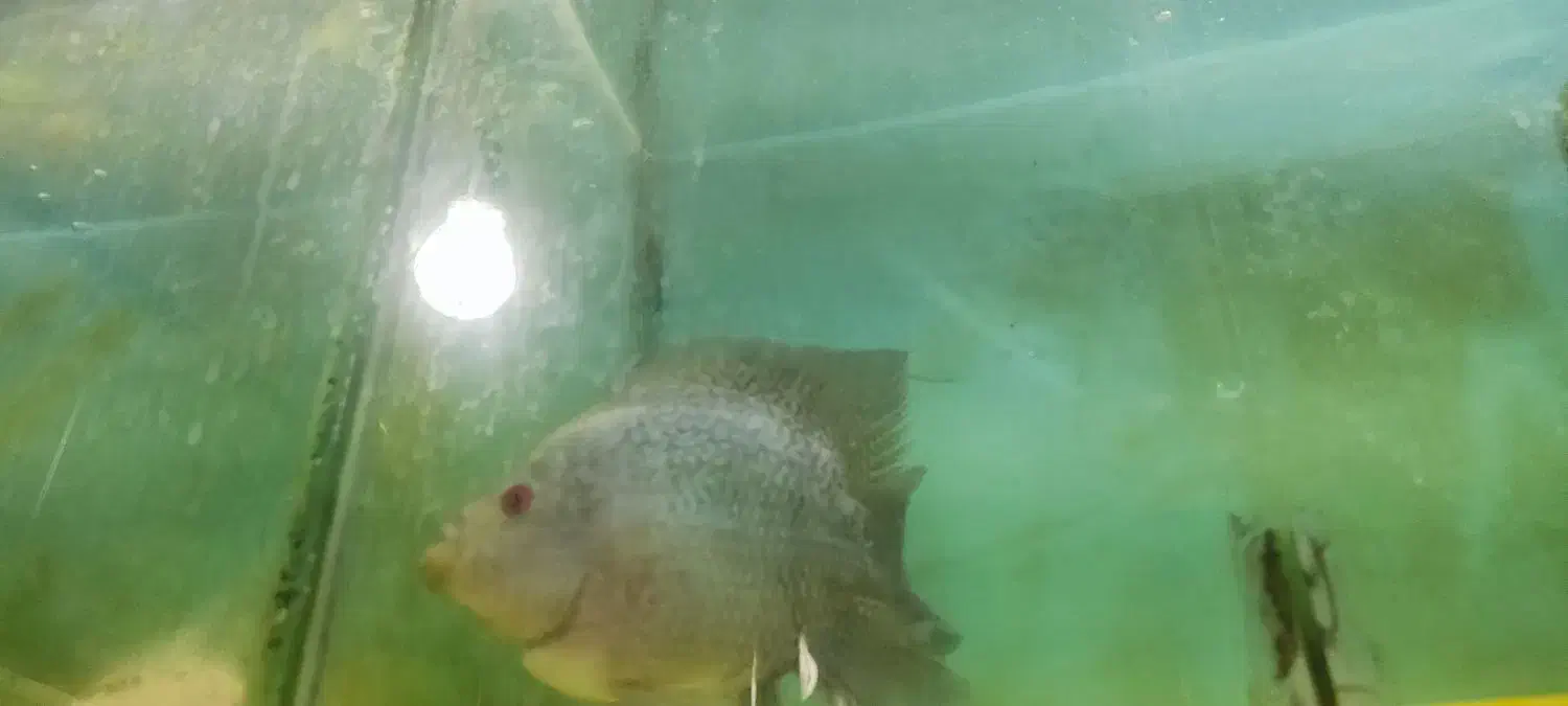 فلاور باکس|ماهی|پردیس, فاز ۱|دیوار