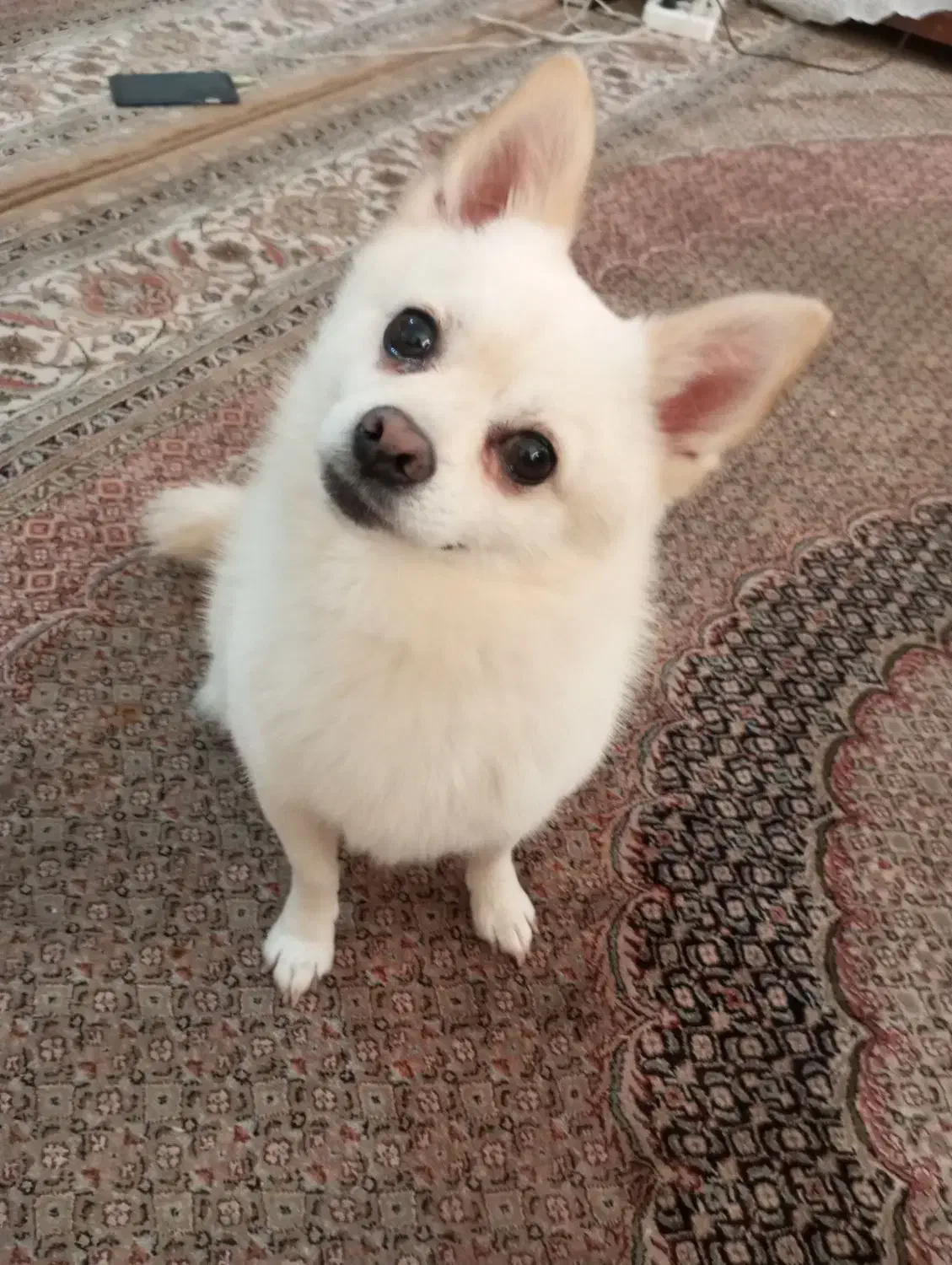 سگ پامر روباهی|سگ|بجنورد, |دیوار