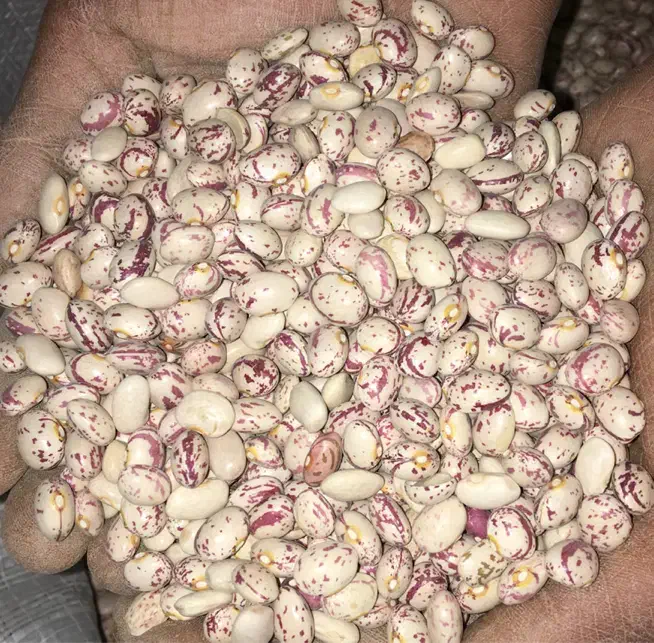 لوبیا چیتی درجه ۱ زیر قیمت|خوردنی و آشامیدنی|مرودشت, ژیان|دیوار