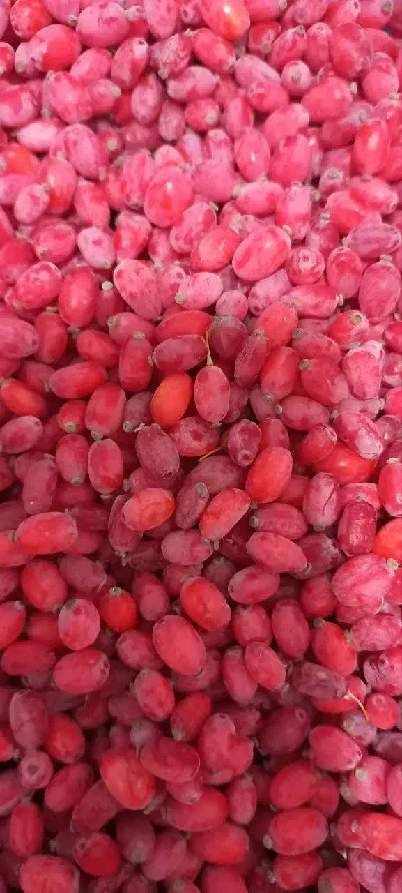 زرشک تازه|خوردنی و آشامیدنی|فردوس (خراسان), |دیوار