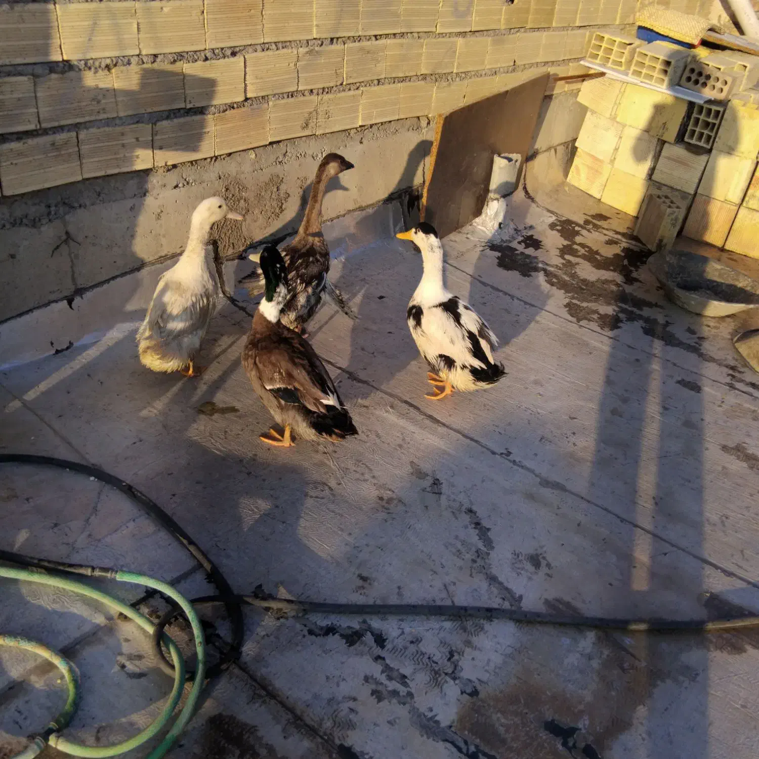 سه عدد اوردک طبیعی ویک قوقاز|حیوانات مزرعه|خوی, |دیوار