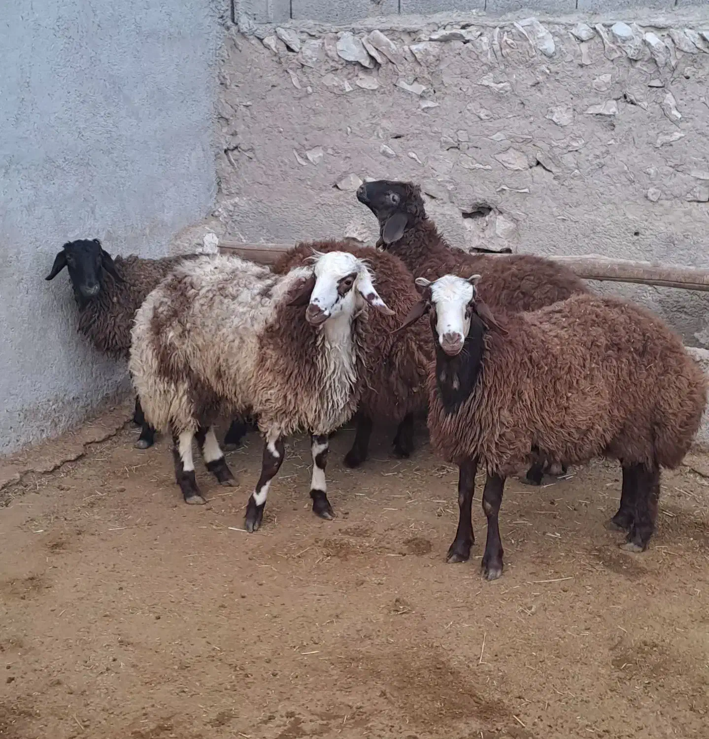 بره نر درجه یک گوسفند بز میش|حیوانات مزرعه|همدان, |دیوار