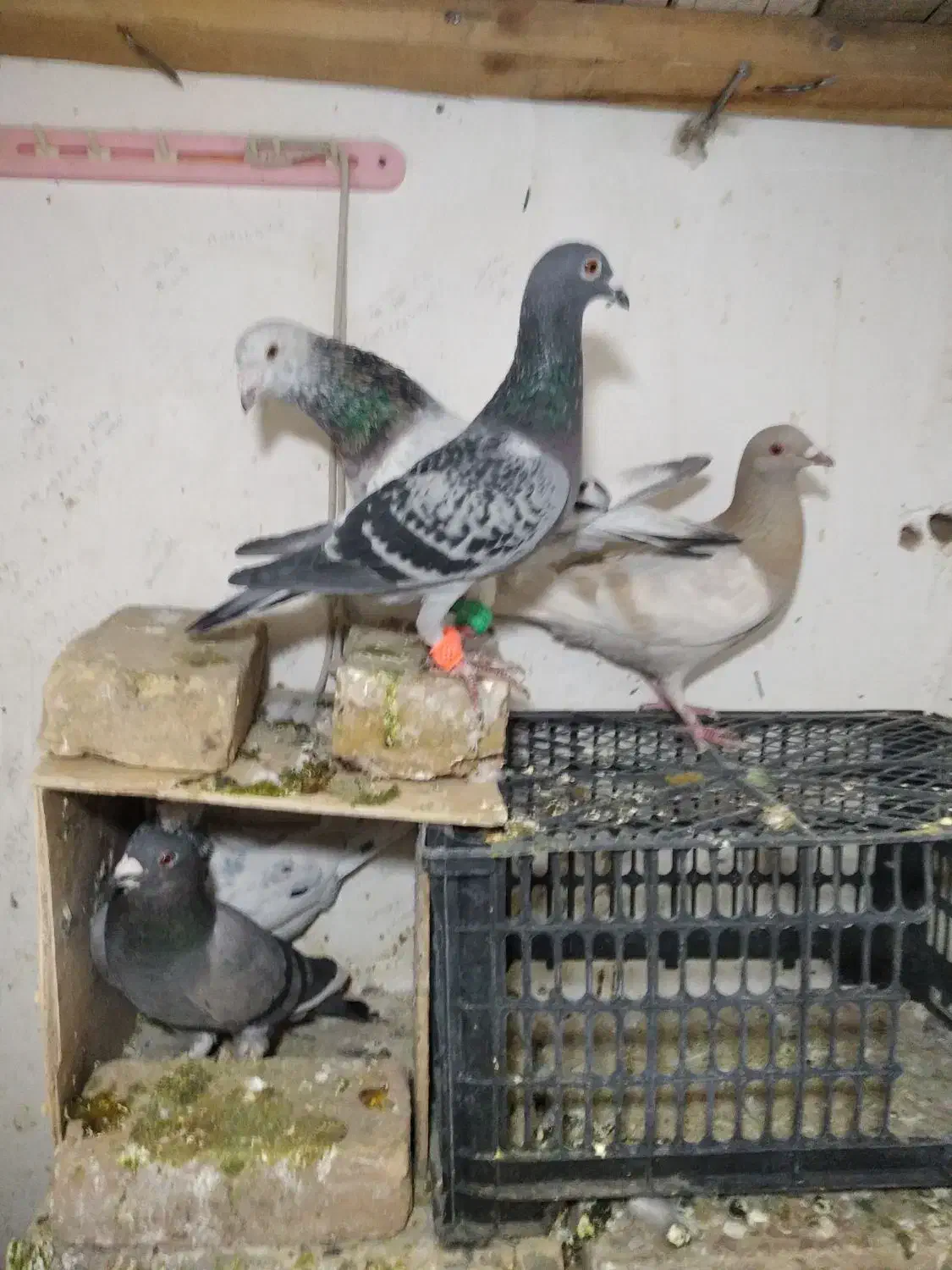 کفتر جفتگاه|پرنده|سبزوار, قاضی زاد|دیوار