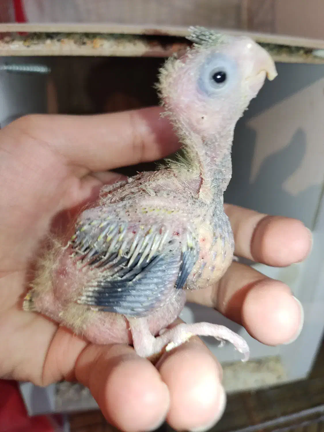 دو عدد جوجه عروس هلندی گلباقالی سرلاکی|پرنده|کرمان, |دیوار