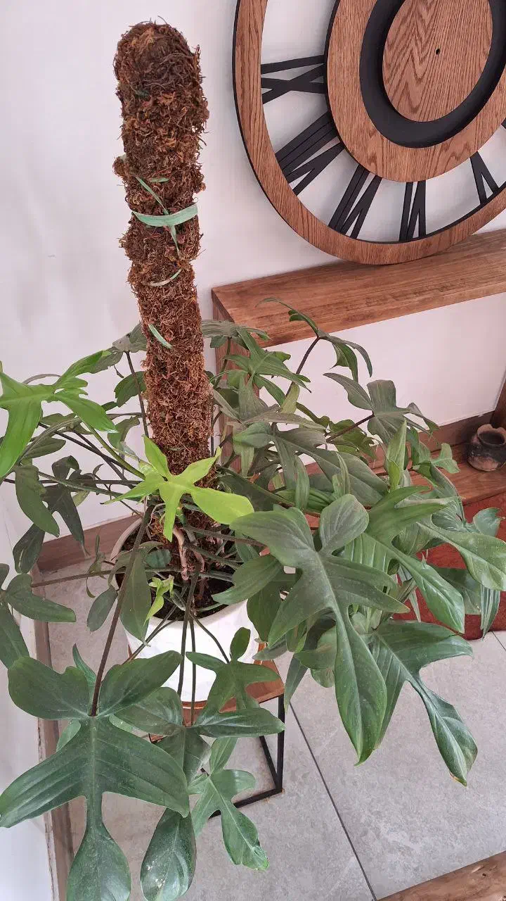 میز بار فروشی|بوفه، ویترین، کنسول|تربت جام, ترکمن ها|دیوار