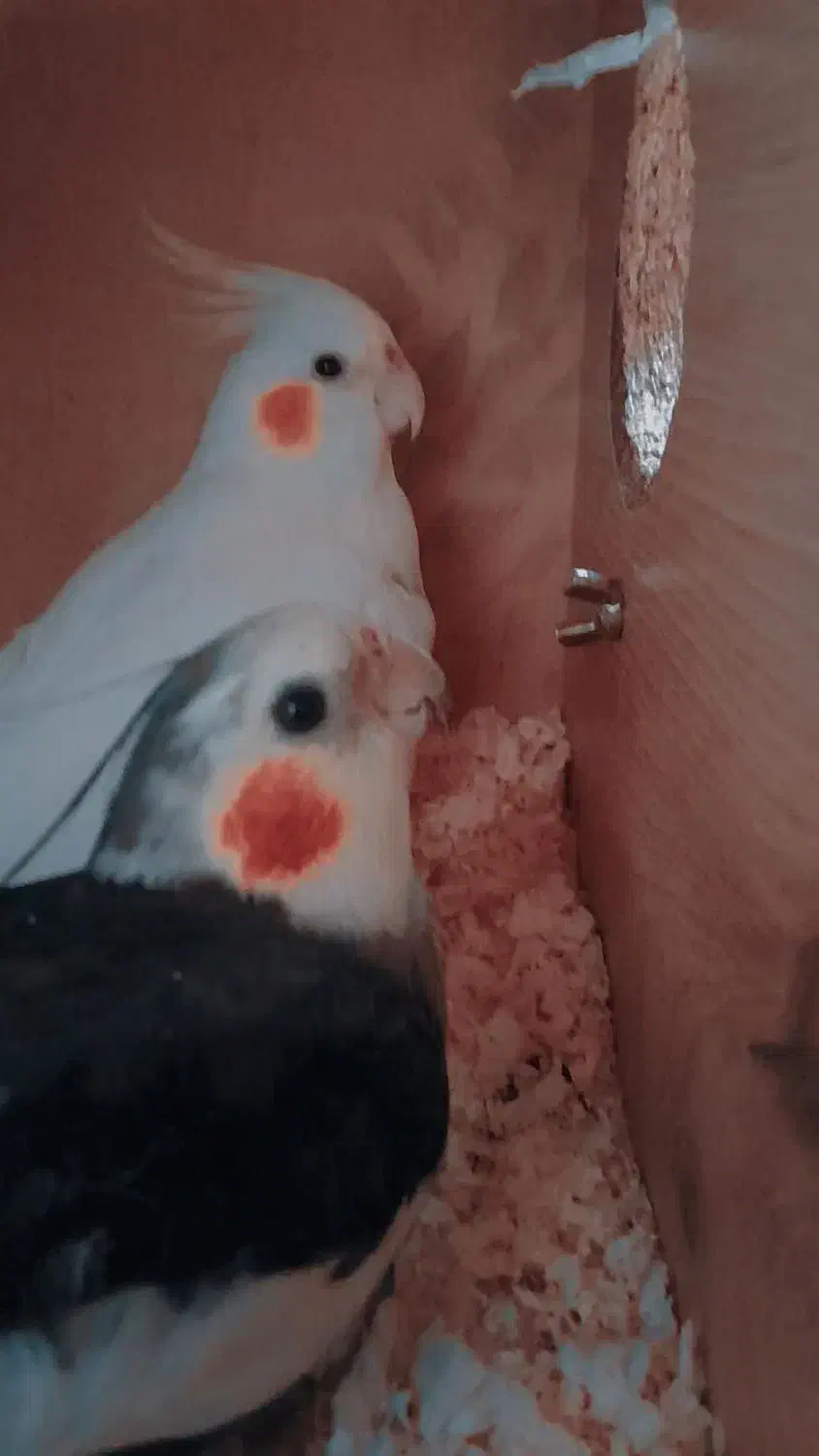 یه جفت عروس هلندی نر و ماده .|پرنده|قم, پردیسان|دیوار