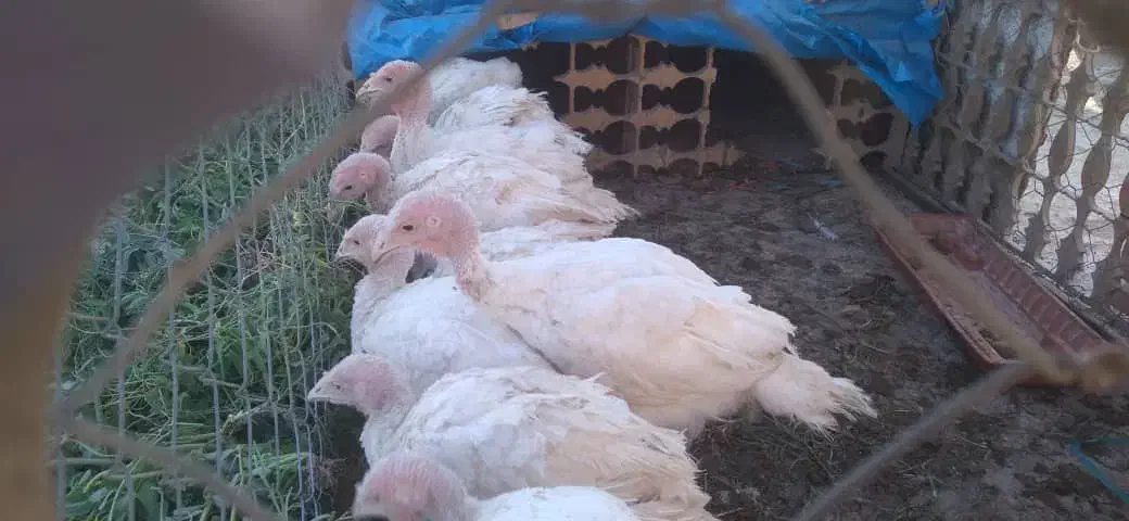 بوقلمون گوشتی|حیوانات مزرعه|اسلامشهر, کاشانک|دیوار