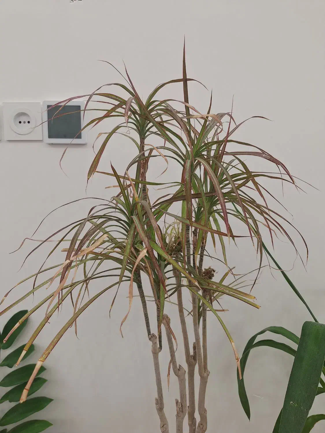 گل دراسنا حنایی، ارتفاع ۱۲۵ سانت|گل و گیاه طبیعی|میبد, |دیوار