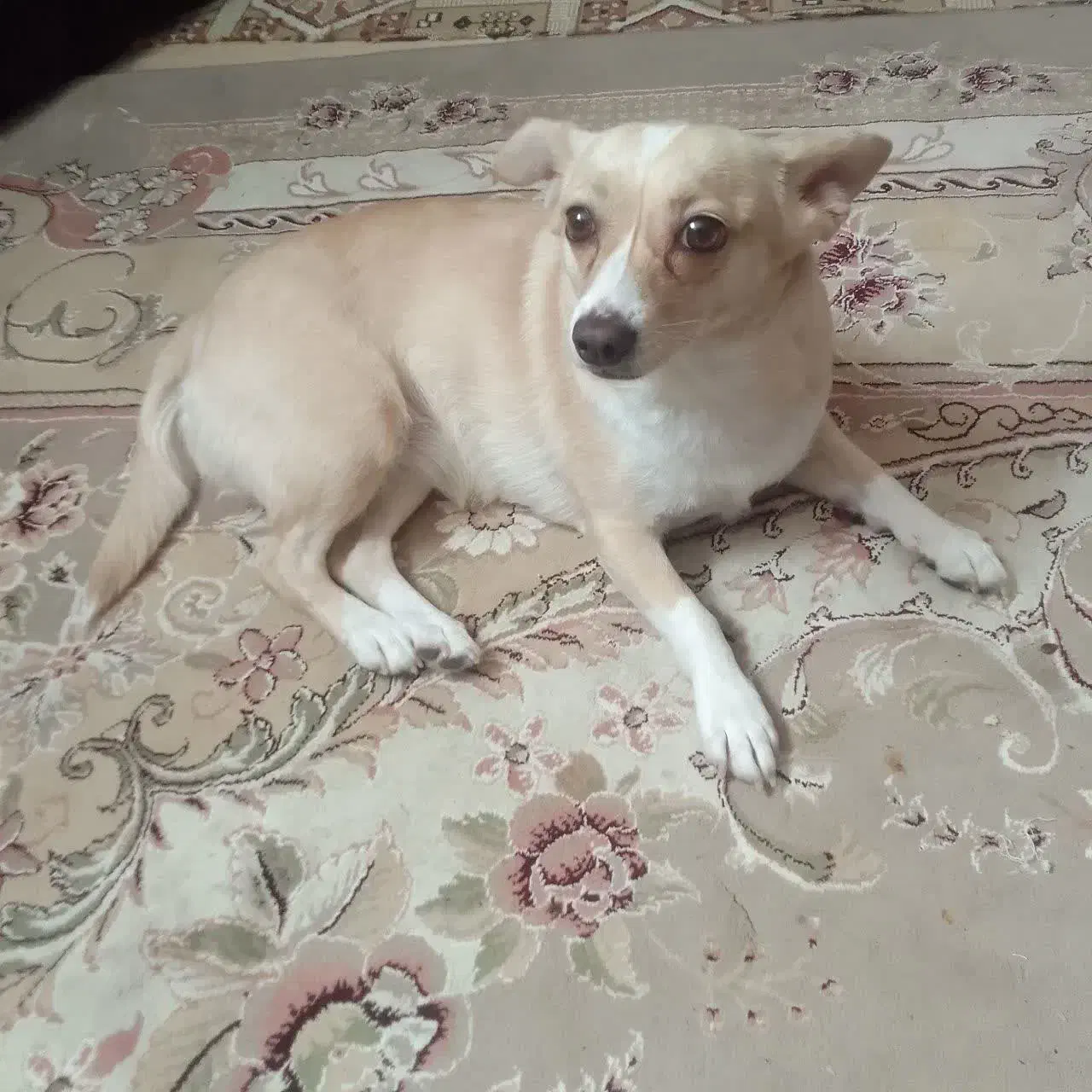 واگذاری سگ پاپی|سگ|نجفآباد, کهریزسنگ|دیوار