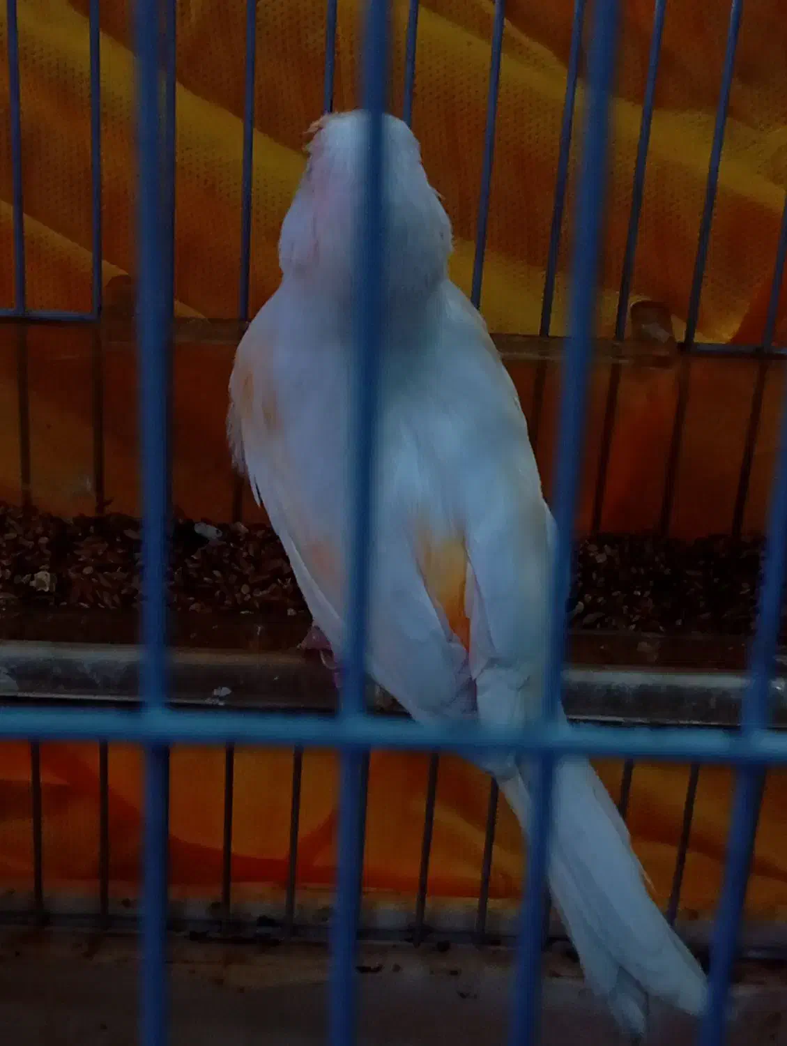 قناری ماده سفید لیمویی خیلی زیبا|پرنده|اسلام‌شهر, مظفریه|دیوار