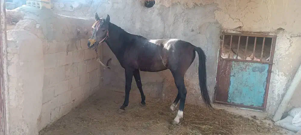 اسب|اسب و تجهیزات اسب‌سواری|بجنورد, |دیوار