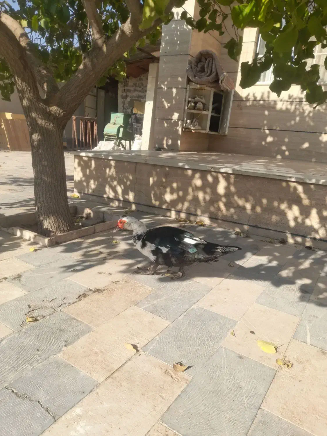 اردک اسراییلی|حیوانات مزرعه|محمدیه-قزوین, |دیوار