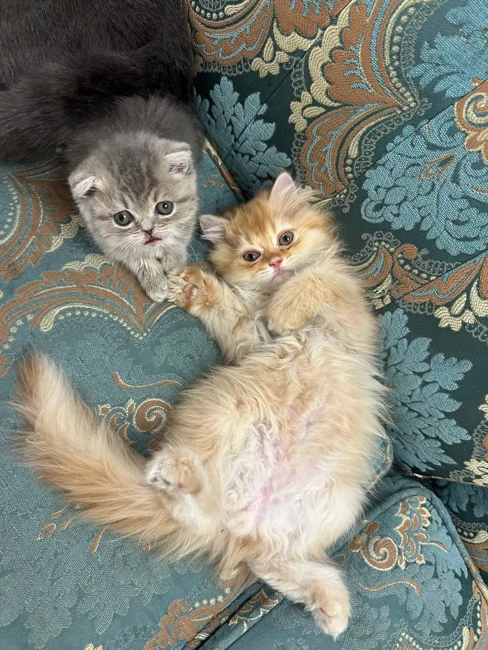 گربه بیریتیش|گربه|قرچک, مهدیه|دیوار