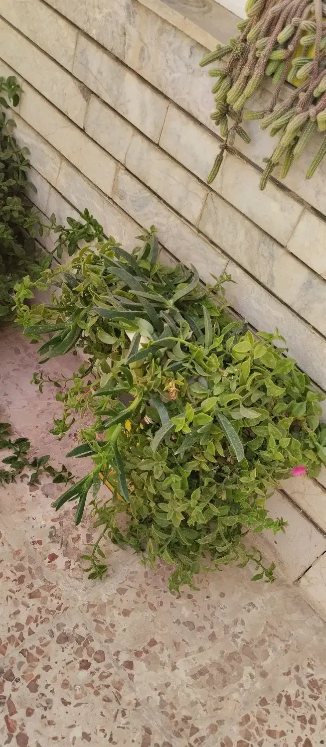 گل و گلدان|گل و گیاه طبیعی|تربتحیدریه, قائم|دیوار