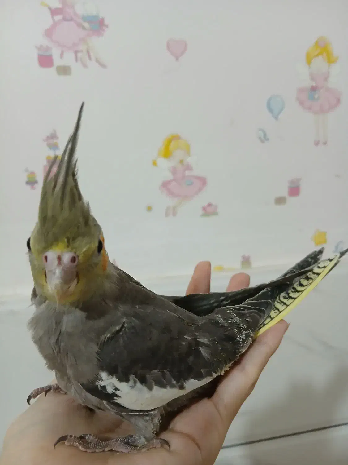 جوجه|پرنده|تهران, مسعودیه|دیوار