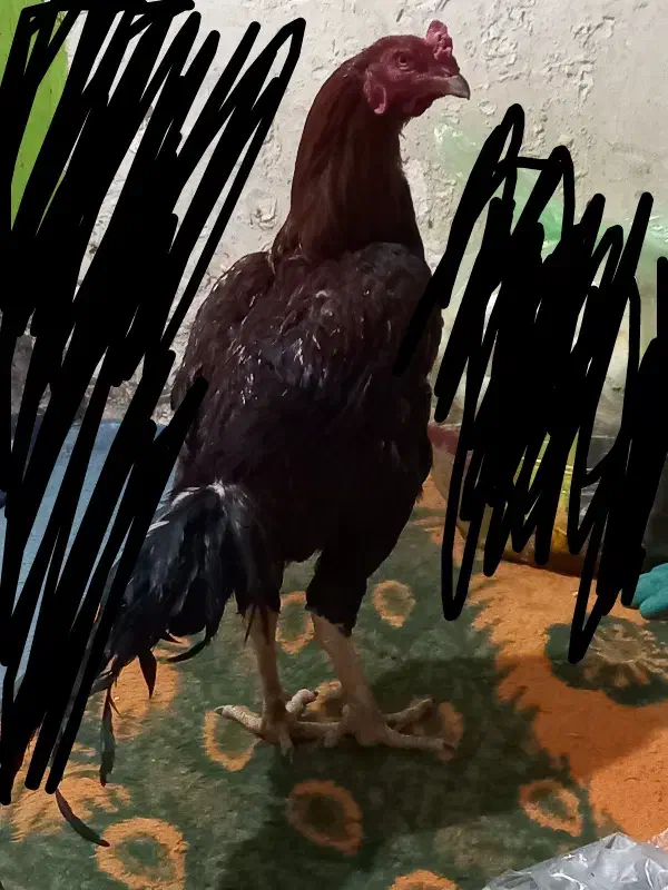 خروس دشتیاری اصل افغان|حیوانات مزرعه|بم, |دیوار