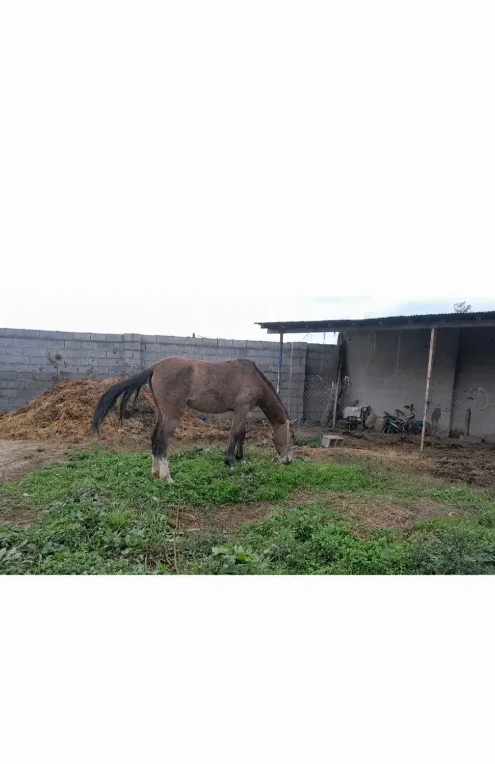 مادیان ترکمن اصیل|اسب و تجهیزات اسب‌سواری|رشت, لاکان|دیوار