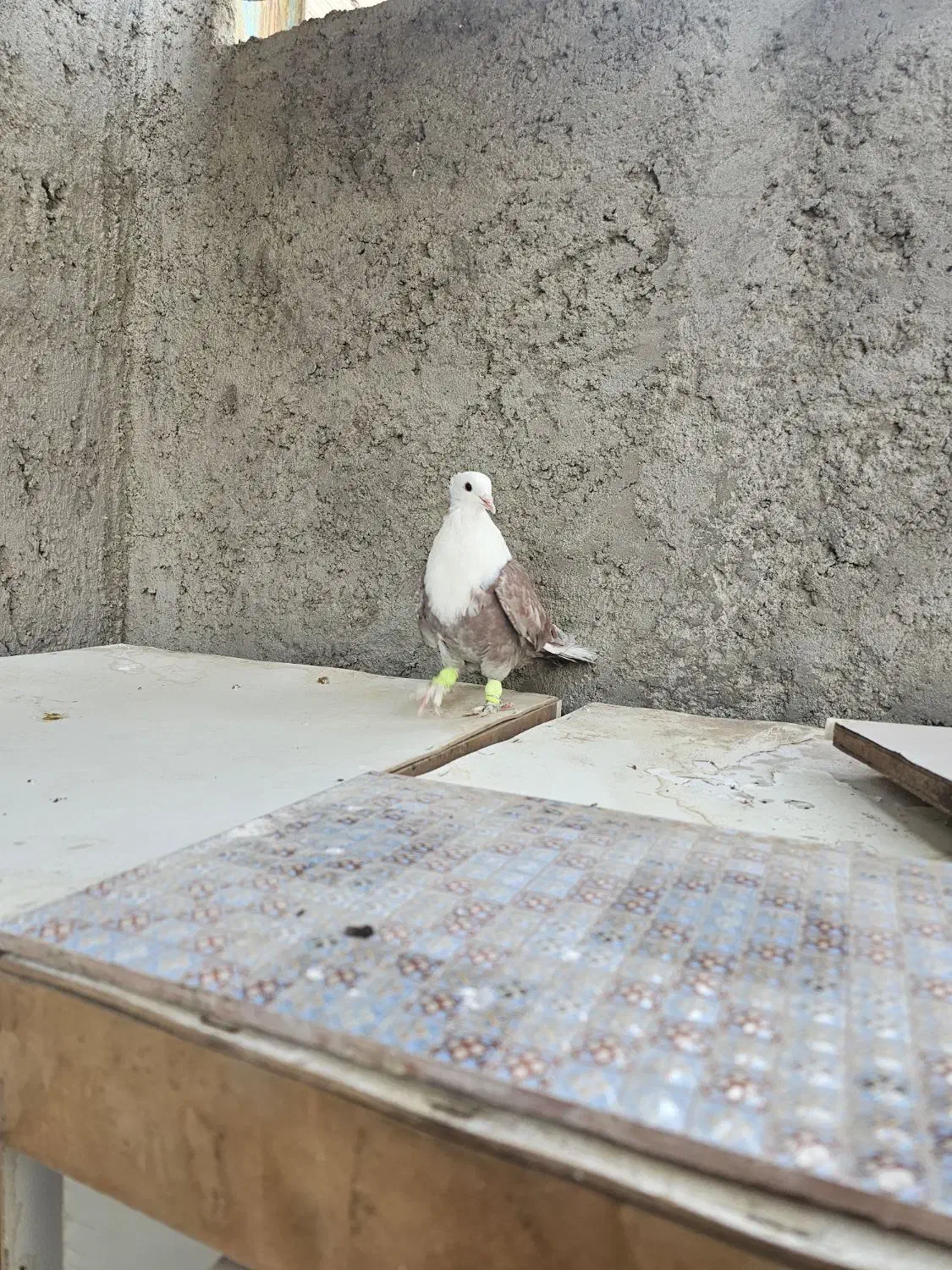 کربلایی سرسفید مخملی کلاهی|پرنده|کرمان, |دیوار