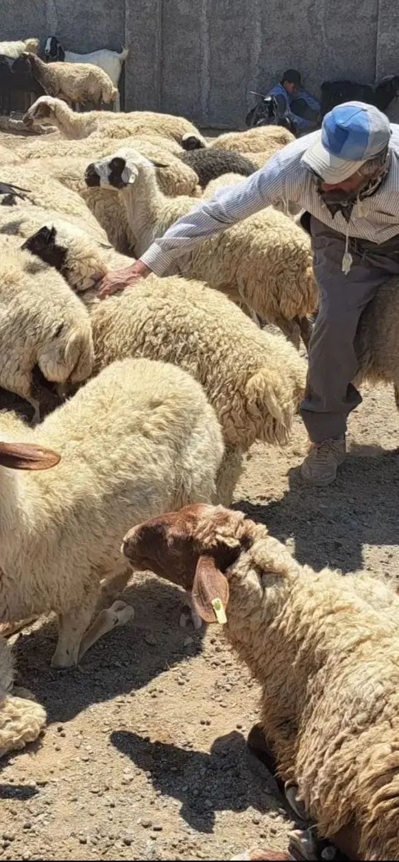 بره فروشی برادران انارکی از ۲۵ کیلو تا ۱۰۰ موجود|حیوانات مزرعه|کرج, فاز ۳ گوهردشت|دیوار