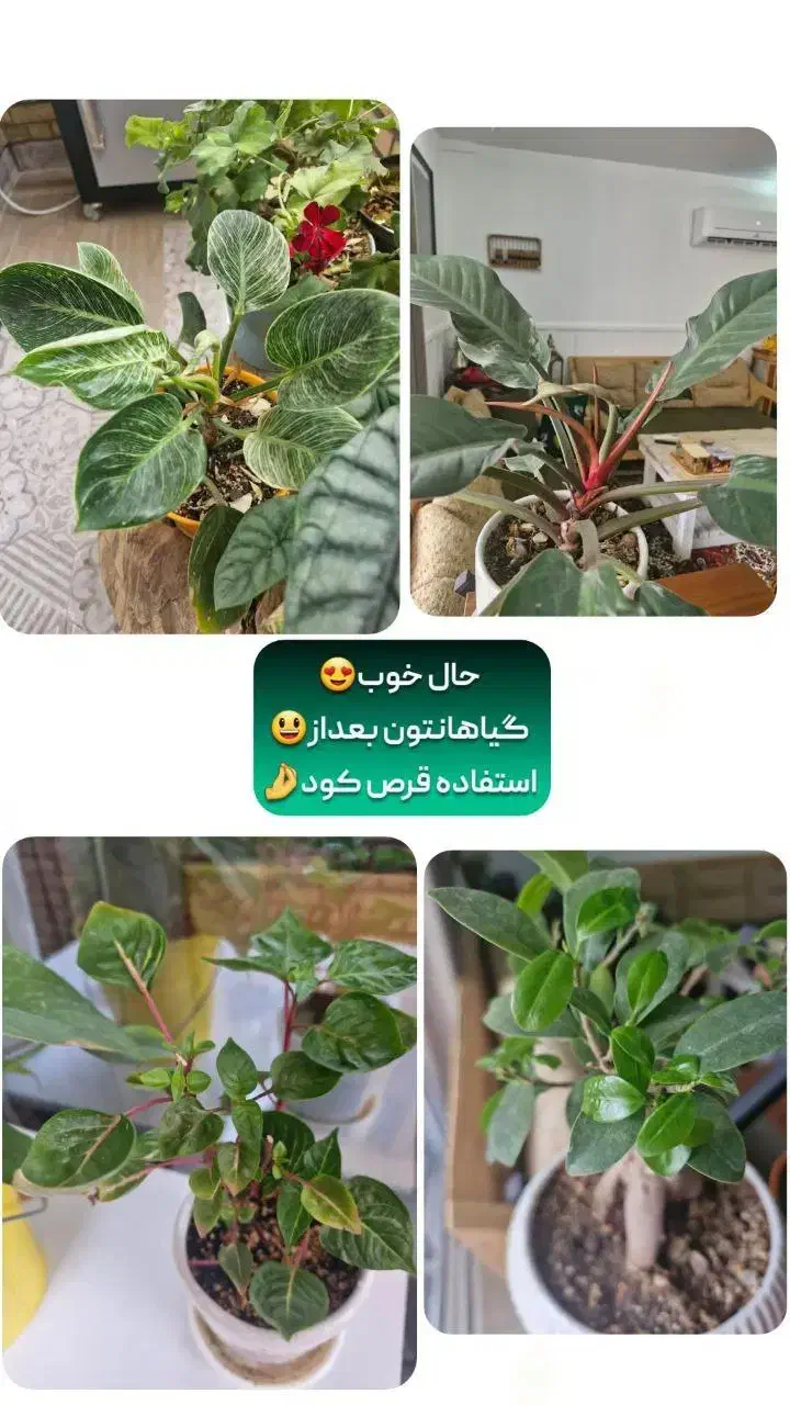 قرص کود گیاهی و ارگانیک ۱۲۰ عددی|گل و گیاه طبیعی|فیرورق, |دیوار