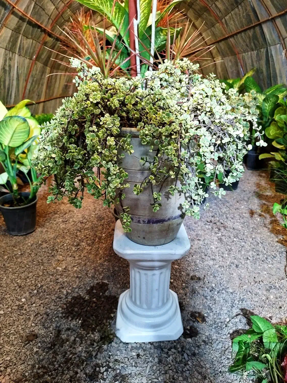 کراسولا خرفه ابلق|گل و گیاه طبیعی|طاهرگوراب, |دیوار