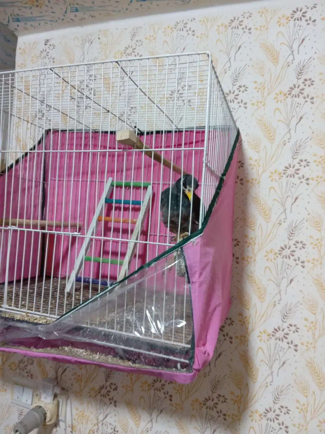 مینا|پرنده|مشهد, شهید قربانی|دیوار