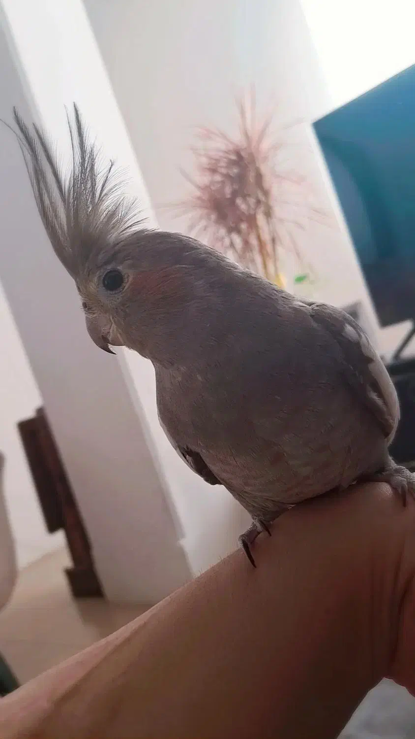 پرنده|پرنده|زیرآب, |دیوار