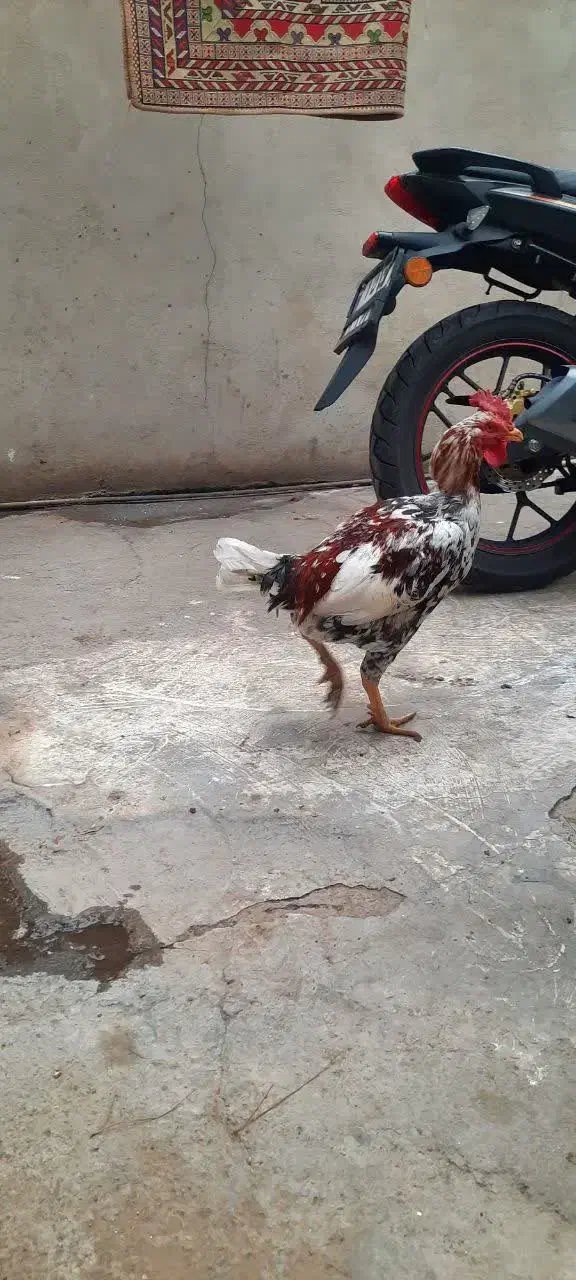 خوروس|حیوانات مزرعه|تهران, شهرک زینبیه|دیوار