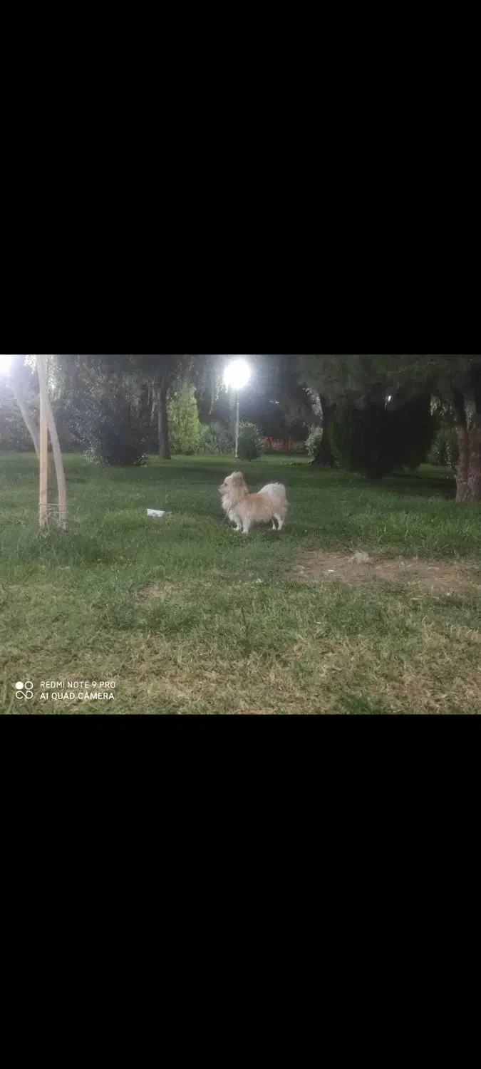 سگ پامرین روباهی نر|سگ|خمینی‌شهر, |دیوار