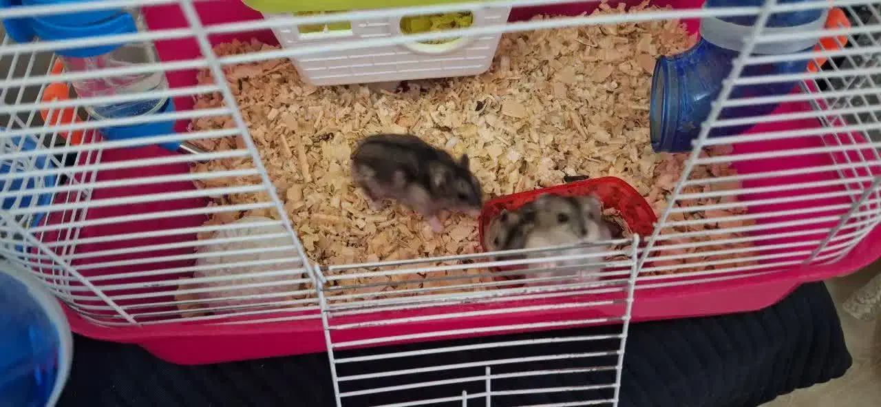 همستر رایگان|موش و خرگوش|قزوین, |دیوار