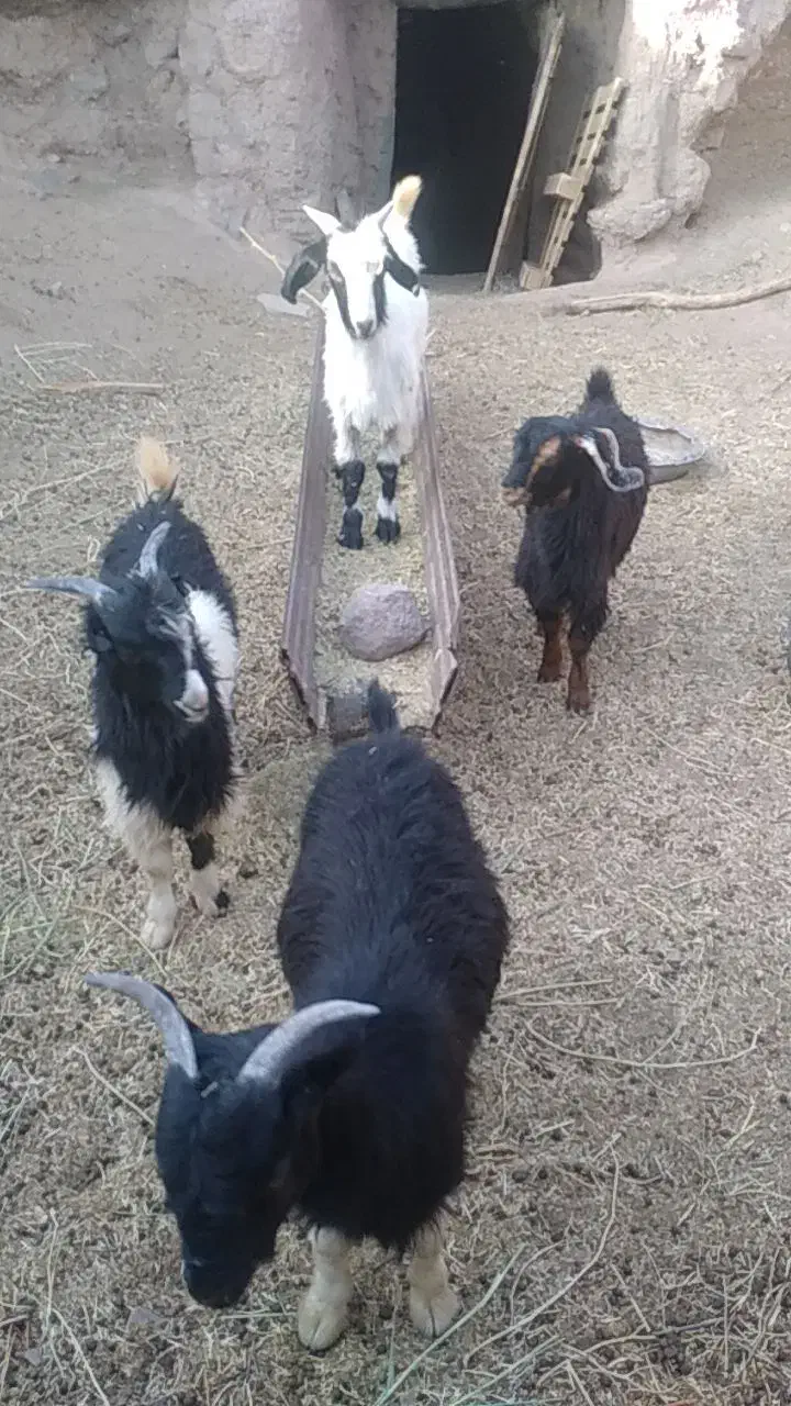 بزغاله نرسفت چاق|حیوانات مزرعه|بیرجند, |دیوار