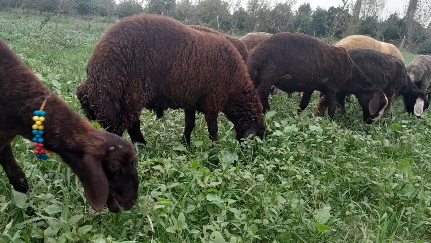 بره قوچی|حیوانات مزرعه|بندر گز, |دیوار