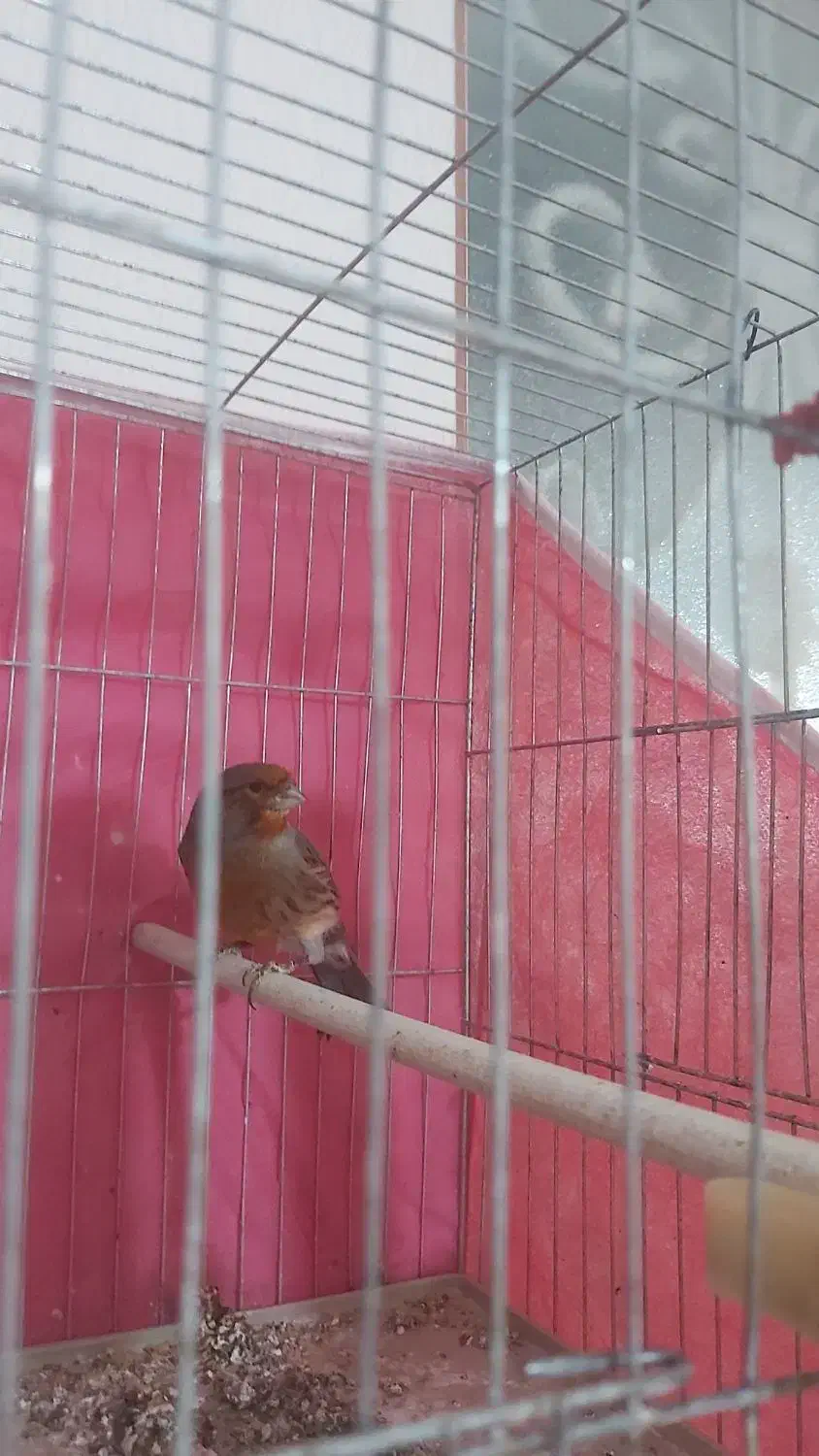 قناری سرخ نر مست و ماده اماده|پرنده|مرودشت, علیآباد|دیوار