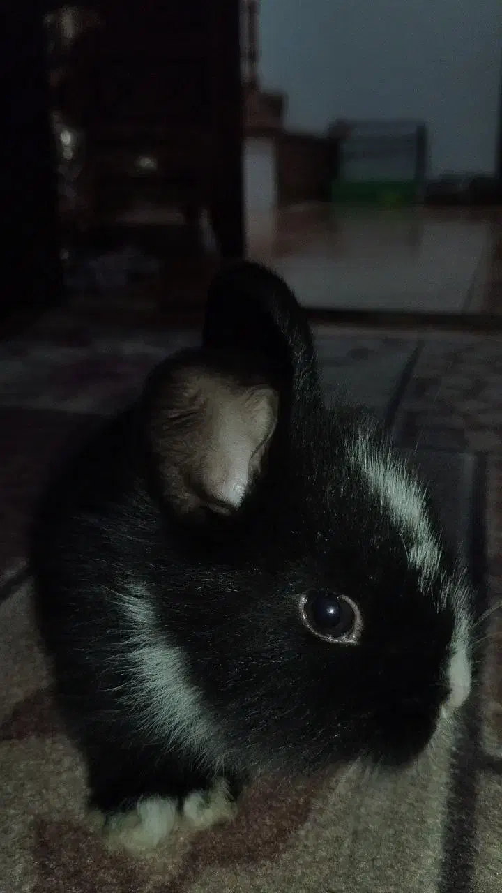 خرگوش فروشی|موش و خرگوش|نوشهر, |دیوار