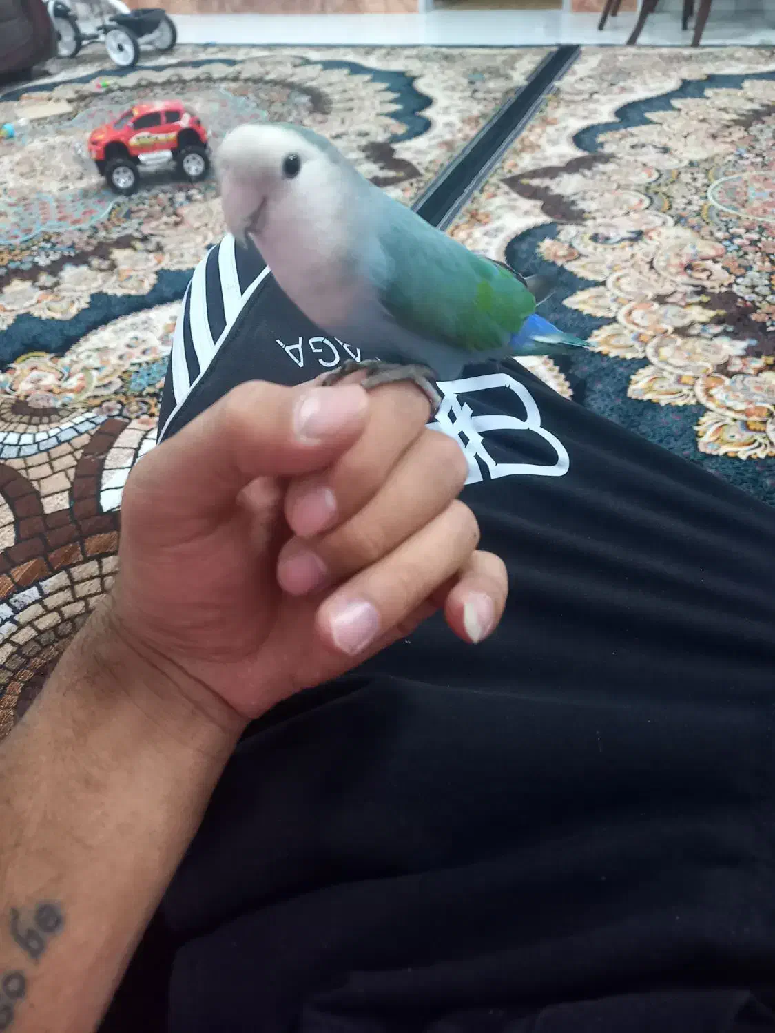 طوطی برزیلی|پرنده|صدرا-فارس, فاز ۲|دیوار