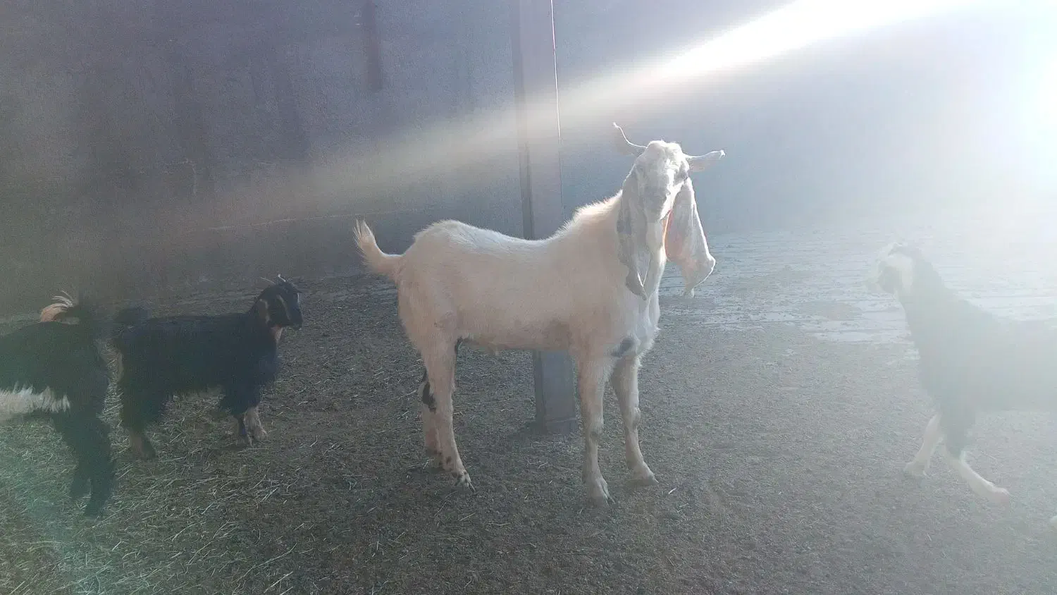 چپش|حیوانات مزرعه|بانش, |دیوار