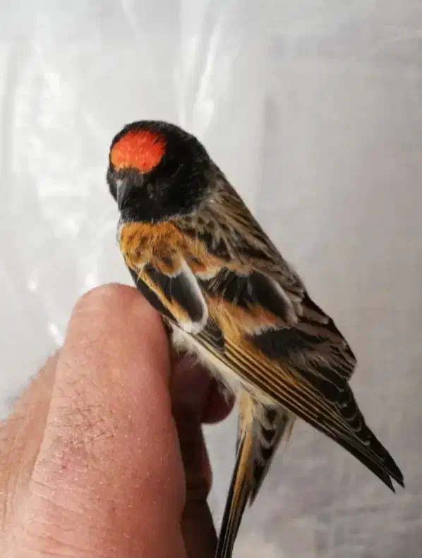 جوجه گلبسر زعفرانی به شرط نر سهره. قناری مینا|پرنده|قم, شاه ابراهیم|دیوار