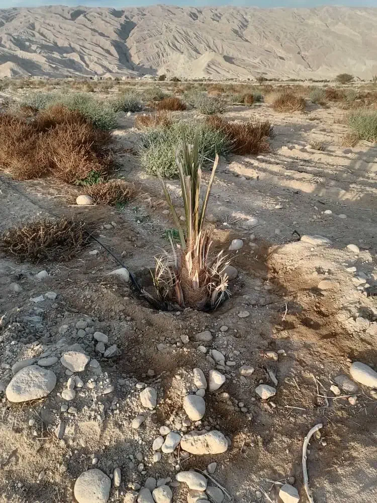 فروش باغ|فروش زمین و ملک کلنگی|بستک, |دیوار