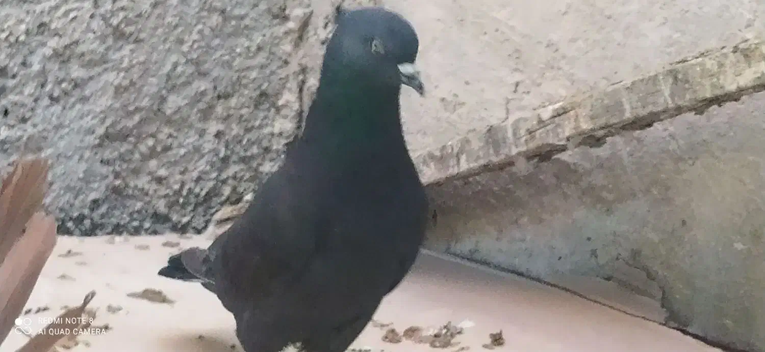 هشت کبوتر بوشهر ی ملاقی و پرشی|پرنده|خورموج, |دیوار