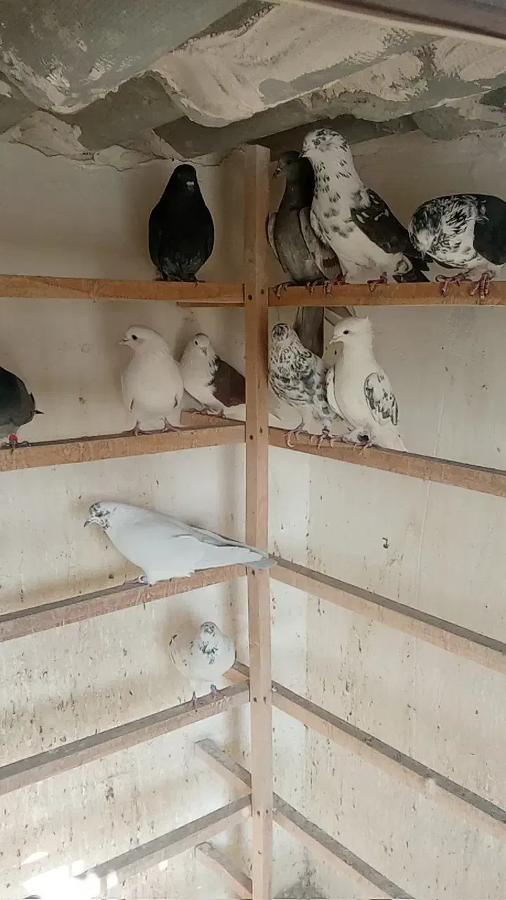سلام به همه دوستان تعداد کبوتر خوب به فروش می رسد|پرنده|اسلامشهر, شهرک سالور|دیوار